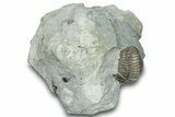 Curled Flexicalymene Trilobite Fossil - Indiana #287638-1